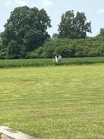 May be an image of grass