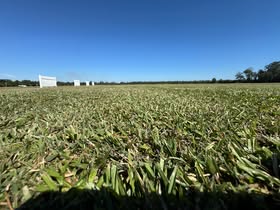 May be an image of grass