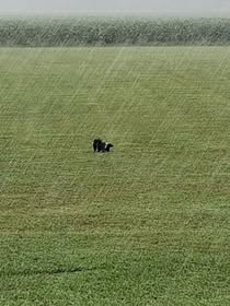 May be an image of grass